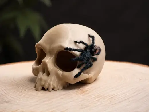 Hollow Old Skull Hide - Decorative Spider Cave