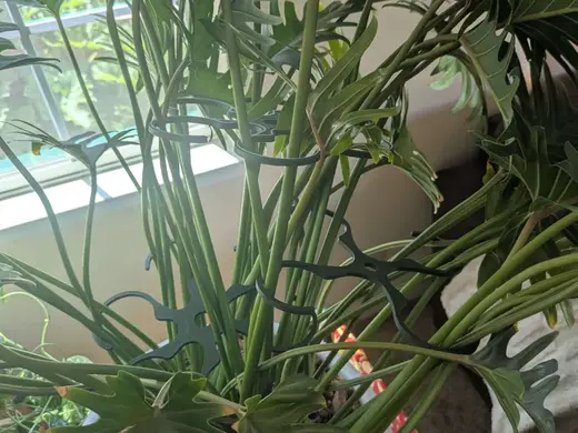 Philodendron/Plant Retainer