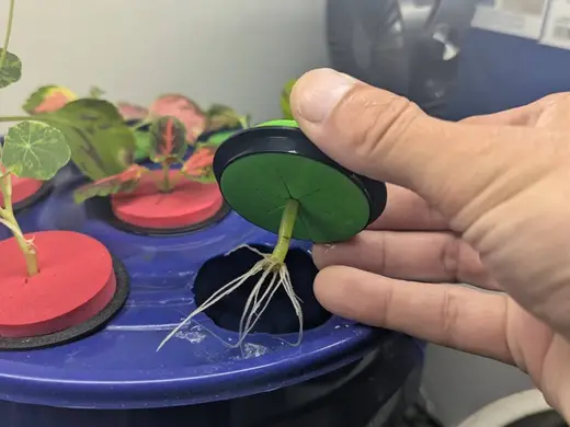 Hydroponic Cloner Adapter Ring for Foam Collar
