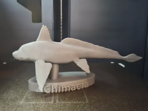 Chimaera - Deep Sea Ghost Shark
