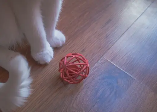 Double ball cat toy