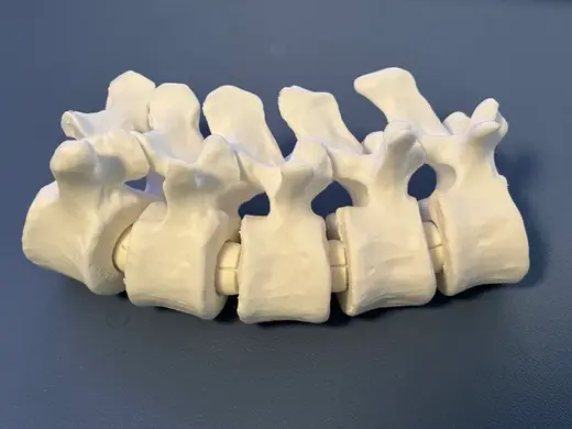 Articulating Lumbar Vertebrae Spine