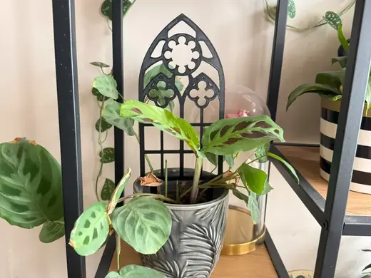 Plant trellis, support, Ghotic theme - third ver