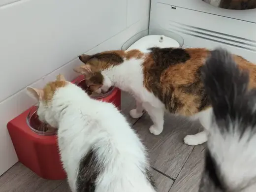 Comedero alto para gatos o perros pequeños