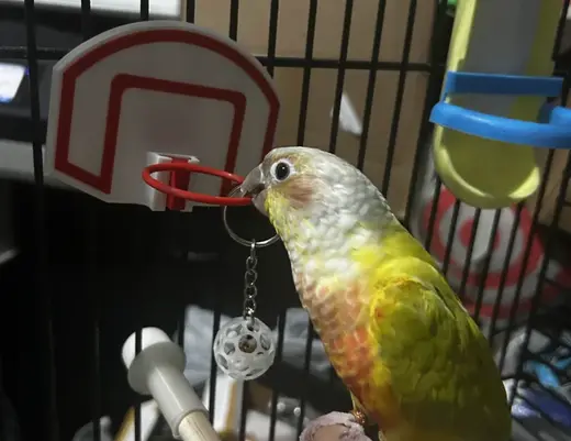 Screw-On Basketball Hoop Bird Toy!