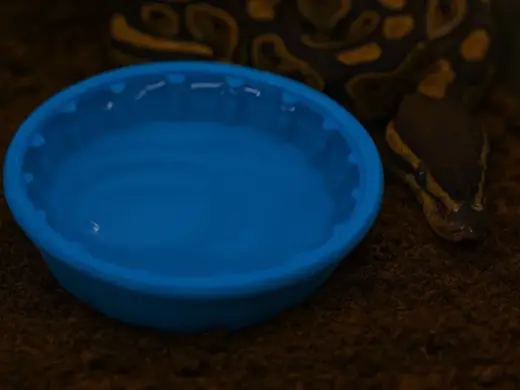 Kiddie pool Reptile Water Bowl, Water Dish