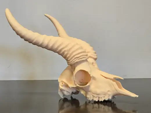 Springbok Skull