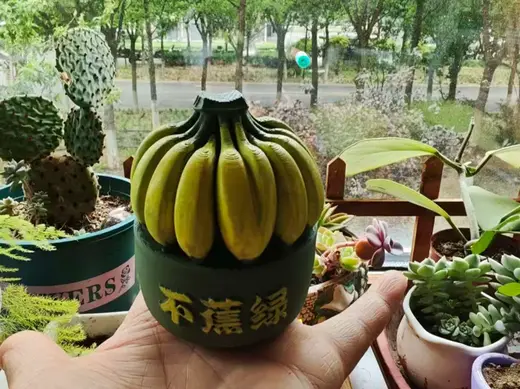 不蕉绿