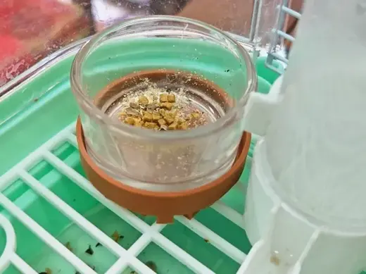 鸟用防滑食盆