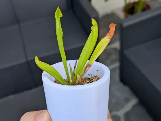Sarracenia Bog Pot — Insulated Screw Saucer