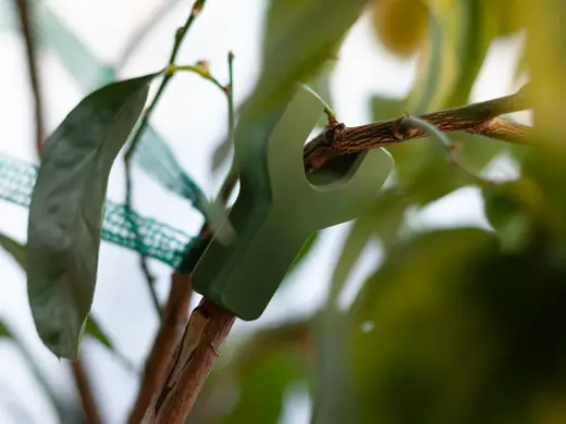 Garden Stem Support - heavy stems/branches holder