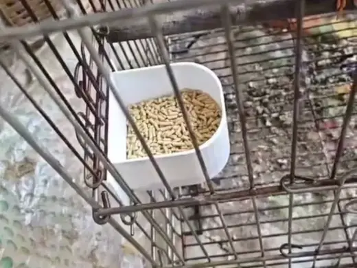 鸟用半圆食盒喂食器鸟食槽喂鸟器食碗八哥笼400笼半圆鸟食盒