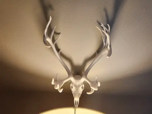 "Caribou" Deer Skull
