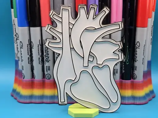 Heart Anatomy Coloring Craft
