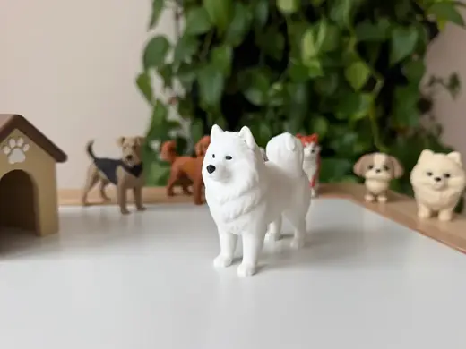 Samoyed adult dog