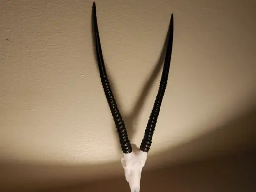 "Gemsbok" Antelope Skull