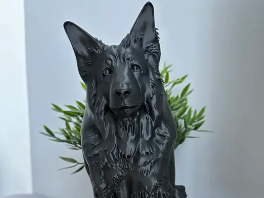 German Shepherd - long coat