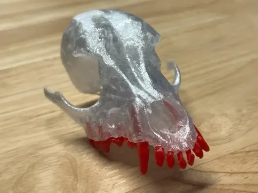 Canine TPU Skull with Individual PETG Teeth