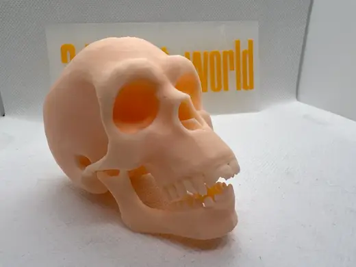 Very detailed Skull of a Chimp, Chimpanzee, Ape