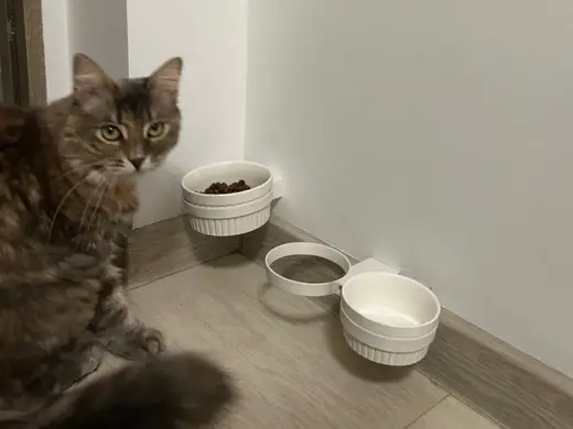 Pet food bowl holder