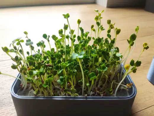 Micro Greens Box, Home Garden, hydroponic