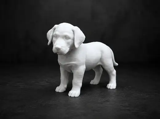 Entlebucher Mountain Dog - Puppy - Animal - Dog