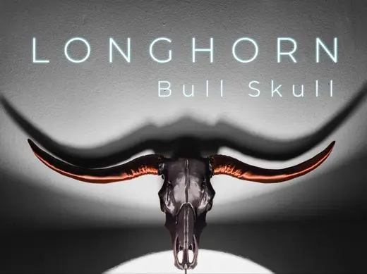 "Longhorn" Bull Skull