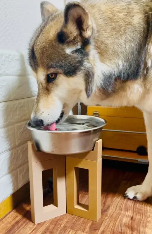 Food Bowl Raiser Stand