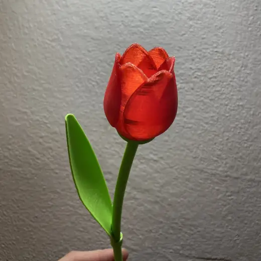 Тюльпан на стебле