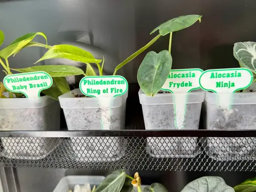 Multicolor Plant Tags
