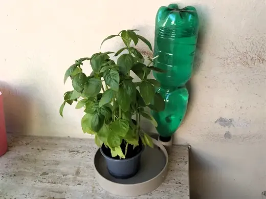 Potted Plant Water Dispenser