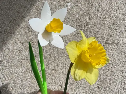 Beautiful Daffodil - valentine's day gift