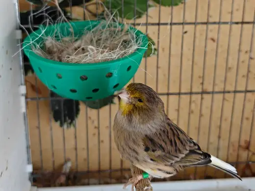 Nest for canaries