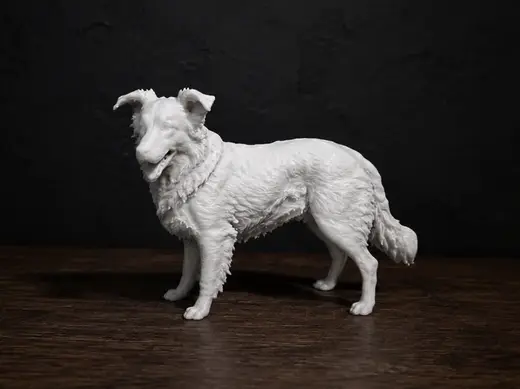 Border Collie - Animal - Dog - Decor