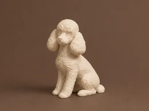 Toy Poodle - Animal - Dog - Decor