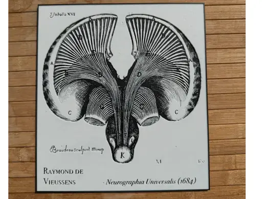 R. Vieussens - Neurographia Universalis (1684)