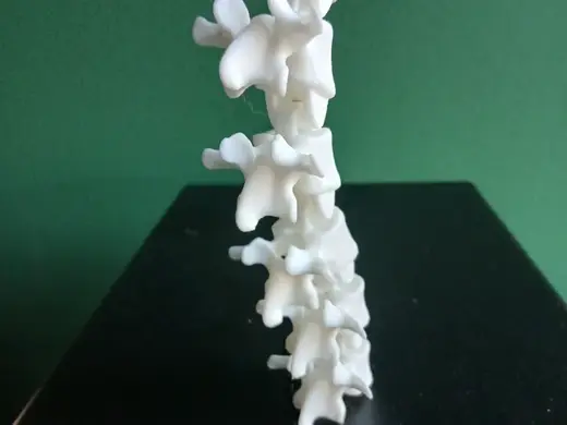 Articulated Spine Fidget