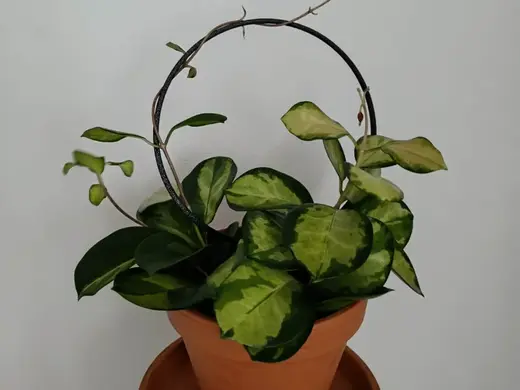 Plant Support Ring