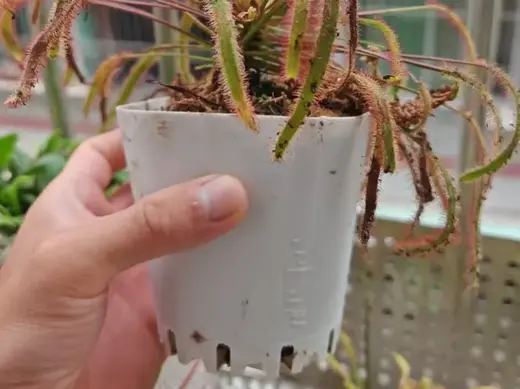 简约极简花盆(食虫植物)