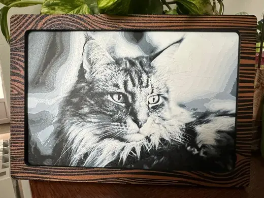 Maine coon crhoma