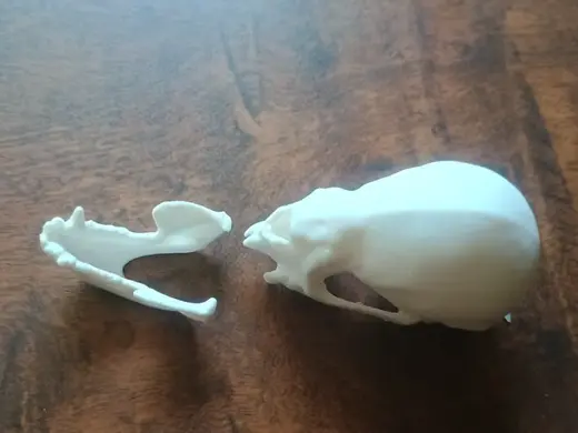 Vampire Bat Skull and Jaw