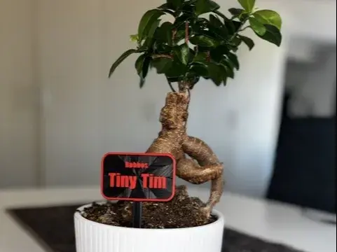 Plant & Flower Sign