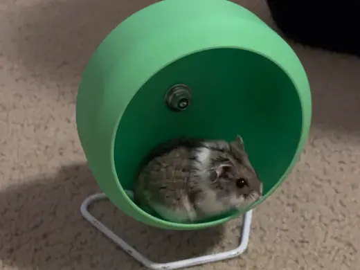 Hamster wheel