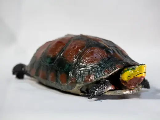 Yaeyama yellow-margined box turtle