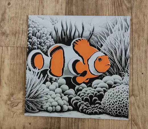 Ocellaris clownfish - Nemo hueforge