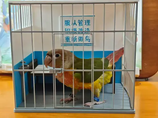 鹦鹉笼子 监狱模型造景 仓鼠监狱 玩偶监狱