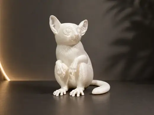 Slow Loris - Animal - Decor