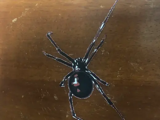 Terrifying Black Widow Hueforge
