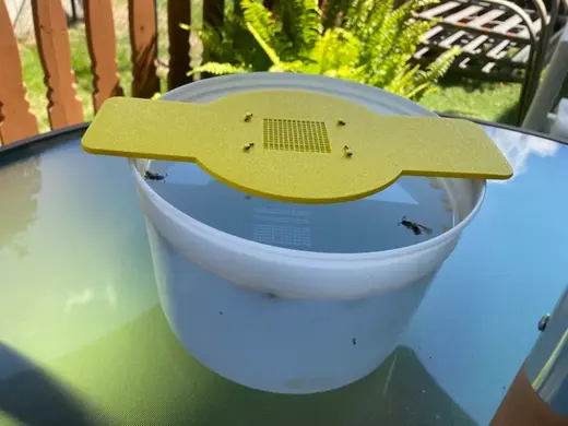 Wasp or Hornet Trap