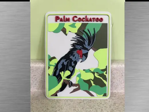 Exotic birds-Palm Cockatoo